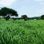 Pastagem farta com bois e árvores ao fundo