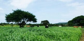 Pastagem farta com bois e árvores ao fundo