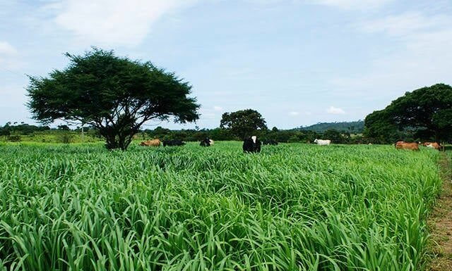 Pastagem farta com bois e árvores ao fundo