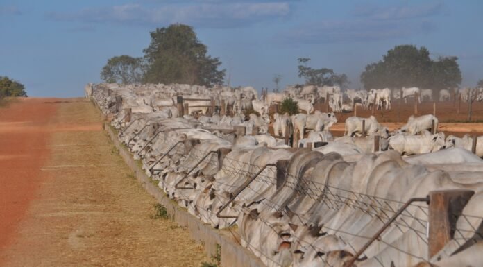 como inserir subprodutos na nutrição sem comprometer desempenho? confinamento