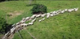gado prosa com o deva canal rural mato grosso