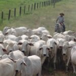 Nelore vacada vacas pecuarista boi