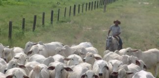 Nelore vacada vacas pecuarista boi