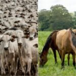 bovinos e equinos registros genealógicos