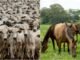 bovinos e equinos registros genealógicos