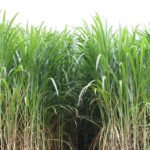 Rubens Neiva - A BRS Capiaçu, de porte alto e valor nutricional de qualidade, se apresenta como opção viável para produção de energia renovável