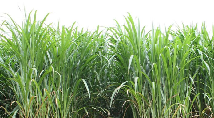 Rubens Neiva - A BRS Capiaçu, de porte alto e valor nutricional de qualidade, se apresenta como opção viável para produção de energia renovável