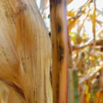 Flávia Rogério - A disseminação global do patógeno foi impulsionado por fatores naturais e humanos, com destaque para a troca de sementes contaminadas