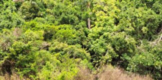 Siglia Souza - Resultados da pesquisa evidenciam o potencial biotecnológico da diversidade microbiana amazônica. Na foto, rio Negro