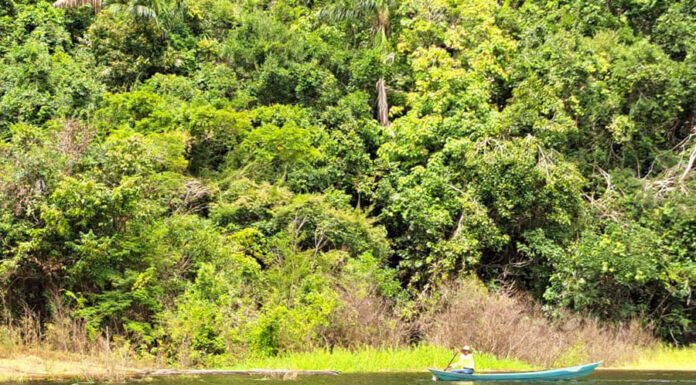Siglia Souza - Resultados da pesquisa evidenciam o potencial biotecnológico da diversidade microbiana amazônica. Na foto, rio Negro