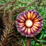 Estudo comprova que pinhão precoce tem o mesmo valor nutricional do tradicional Andre Kasczeszen - Análises da composição nutricional indicam que a qualidade dos pinhões de araucárias clonadas por enxertia se mantém comparada à de árvores tradicionais