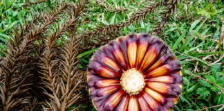 Andre Kasczeszen - Análises da composição nutricional indicam que a qualidade dos pinhões de araucárias clonadas por enxertia se mantém comparada à de árvores tradicionais