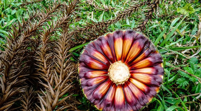 Estudo comprova que pinhão precoce tem o mesmo valor nutricional do tradicional Andre Kasczeszen - Análises da composição nutricional indicam que a qualidade dos pinhões de araucárias clonadas por enxertia se mantém comparada à de árvores tradicionais