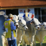 ExpoZebu