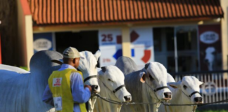 ExpoZebu