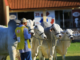ExpoZebu