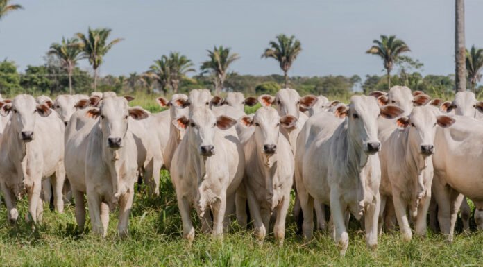 Governo do Tocantins inicia primeira etapa da campanha de declaração de informações pecuárias no dia 1º de maio