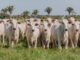 Governo do Tocantins inicia primeira etapa da campanha de declaração de informações pecuárias no dia 1º de maio