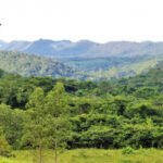 Governo do Tocantins registra redução de 36,5% de área desmatada em bioma Cerrado no 1º trimestre