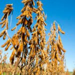 Novas cultivares de soja combinam alta produtividade e resistência a doenças Lebna Landgraf - A BRS 774RR tem como diferencial a possibilidade de permitir ampla janela de semeadura e estabilidade na região de adaptação