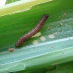 Marina Pessoa - A lagarta-do-cartucho é uma das piores pragas agrícolas e atine mais de 200 culturas de importância socioeconômica