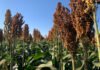  - A nova cultivar se destaca por sua precocidade e estabilidade para o plantio na segunda safra, o que garante mais segurança ao produtor