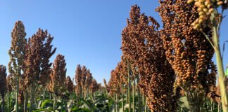  - A nova cultivar se destaca por sua precocidade e estabilidade para o plantio na segunda safra, o que garante mais segurança ao produtor