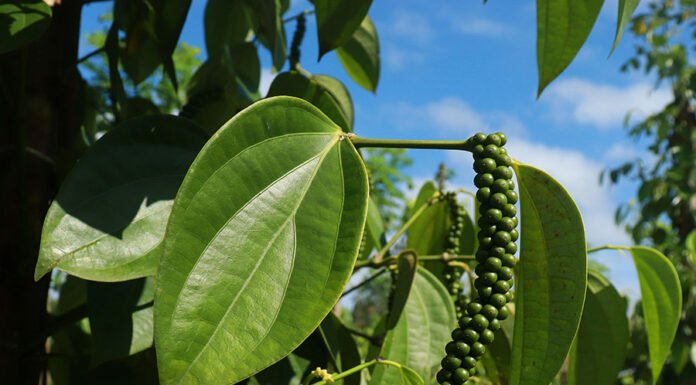 Ronaldo Rosa - A pimenteira-do-reino é uma planta trepadeira e precisa de um tutor para o seu crescimento.