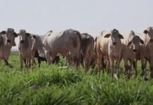 integração lavoura-pecuária , Fazenda Conforto