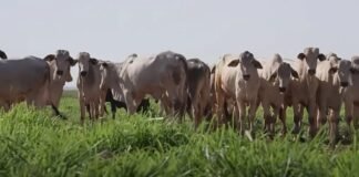 integração lavoura-pecuária , Fazenda Conforto