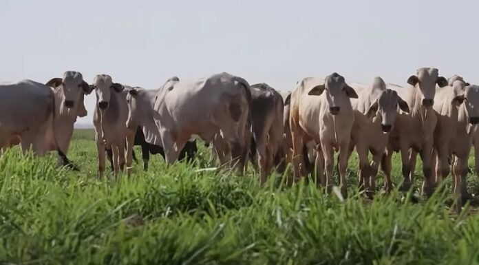 integração lavoura-pecuária , Fazenda Conforto