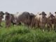 integração lavoura-pecuária , Fazenda Conforto