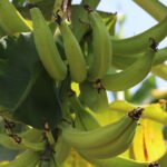 Maria José Tupinambá - Plátano é a denominação dada às bananas do grupo Terra. Na maior parte dos estados, é conhecida como banana-da-terra