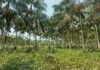 Mauricilia Silva - Com o novo protocolo, o cultivo em áreas alteradas se torna uma alternativa comercial viável, contribuindo para a conservação de florestas nativas, da biodiversidade e fortalecimento da bioeconomia regional.