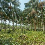 Mauricilia Silva - Com o novo protocolo, o cultivo em áreas alteradas se torna uma alternativa comercial viável, contribuindo para a conservação de florestas nativas, da biodiversidade e fortalecimento da bioeconomia regional.