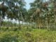 Mauricilia Silva - Com o novo protocolo, o cultivo em áreas alteradas se torna uma alternativa comercial viável, contribuindo para a conservação de florestas nativas, da biodiversidade e fortalecimento da bioeconomia regional.