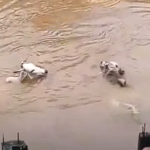 Vacas são arrastadas por correnteza em Angra dos Reis