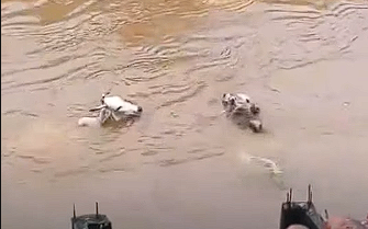 Vacas são arrastadas por correnteza em Angra dos Reis