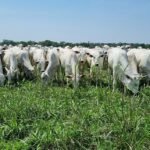 boi, integração lavoura-pecuária