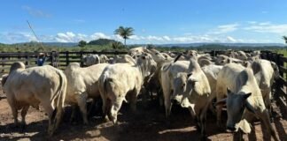 boiada, giro do boi, gado, bovinos, rebanho