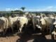 boiada, giro do boi, gado, bovinos, rebanho