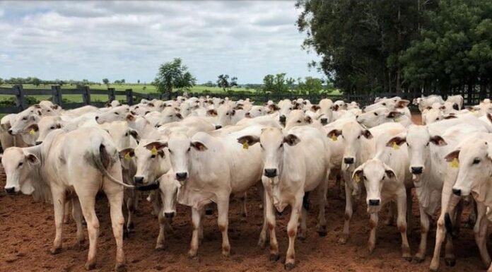 veja como o mercado se comportou hoje boi, China