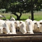 boi gordo, gado nelore