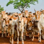 Adapec alerta produtores rurais sobre prazo para declaração obrigatória de informações pecuárias que encerra dia 31 de maio
