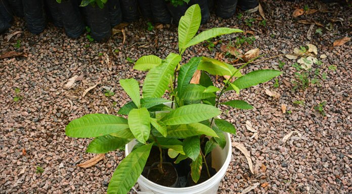 Emanuelle Araujo Granja - Muda de castanheira pronta para o plantio