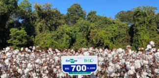 Camilo Morello - Algodão BRS 700FL B3RF tem fibra longa e é voltado a mercados dos tipos pima e egípcio
