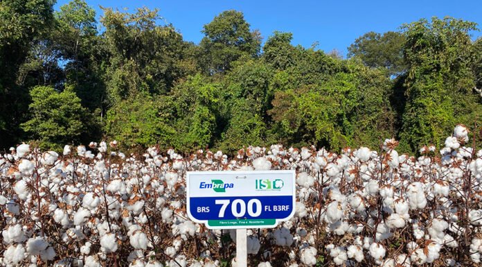 Camilo Morello - Algodão BRS 700FL B3RF tem fibra longa e é voltado a mercados dos tipos pima e egípcio