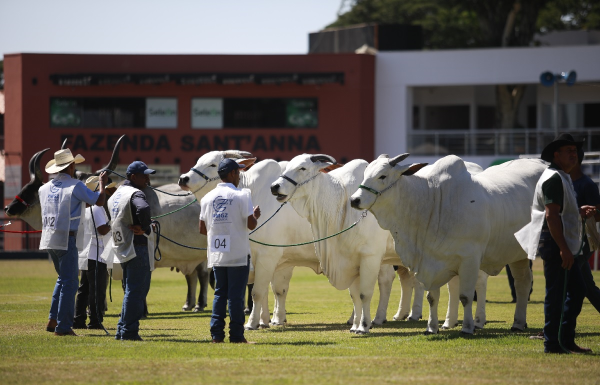 Brazilian Cattle fortalece intercâmbio e abre mercados para a genética bovina brasileira boi zebu