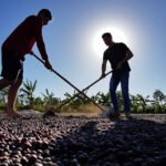Enrique Alves - Agricultores familiares trabalham na pós-colheita e secagem do café