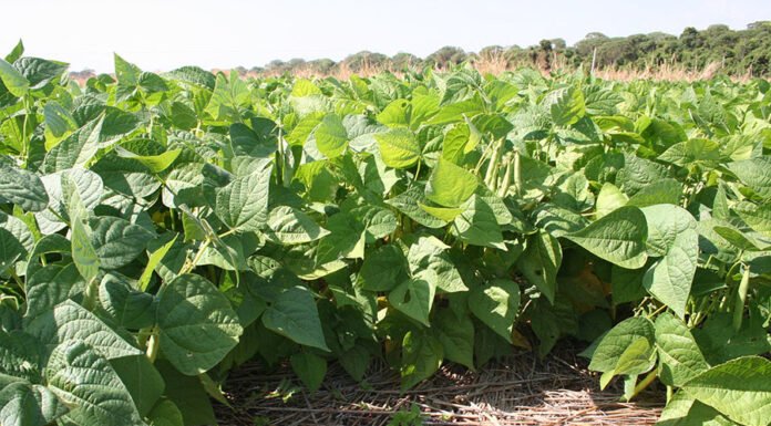 Sebastião Araújo - O estudo indicou janelas de semeadura em que há menor risco de exposição, ao longo do ciclo da lavoura, a adversidades climáticas